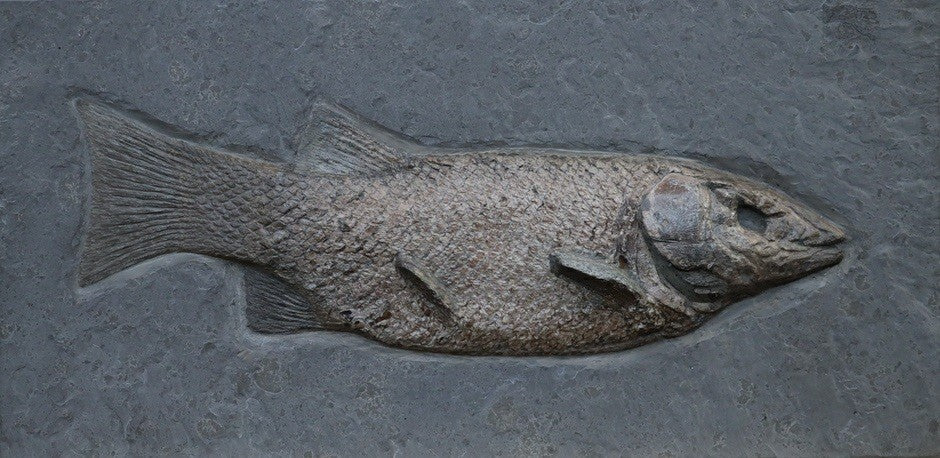 Very large Lepidotus sp. | Holzmaden, Germany