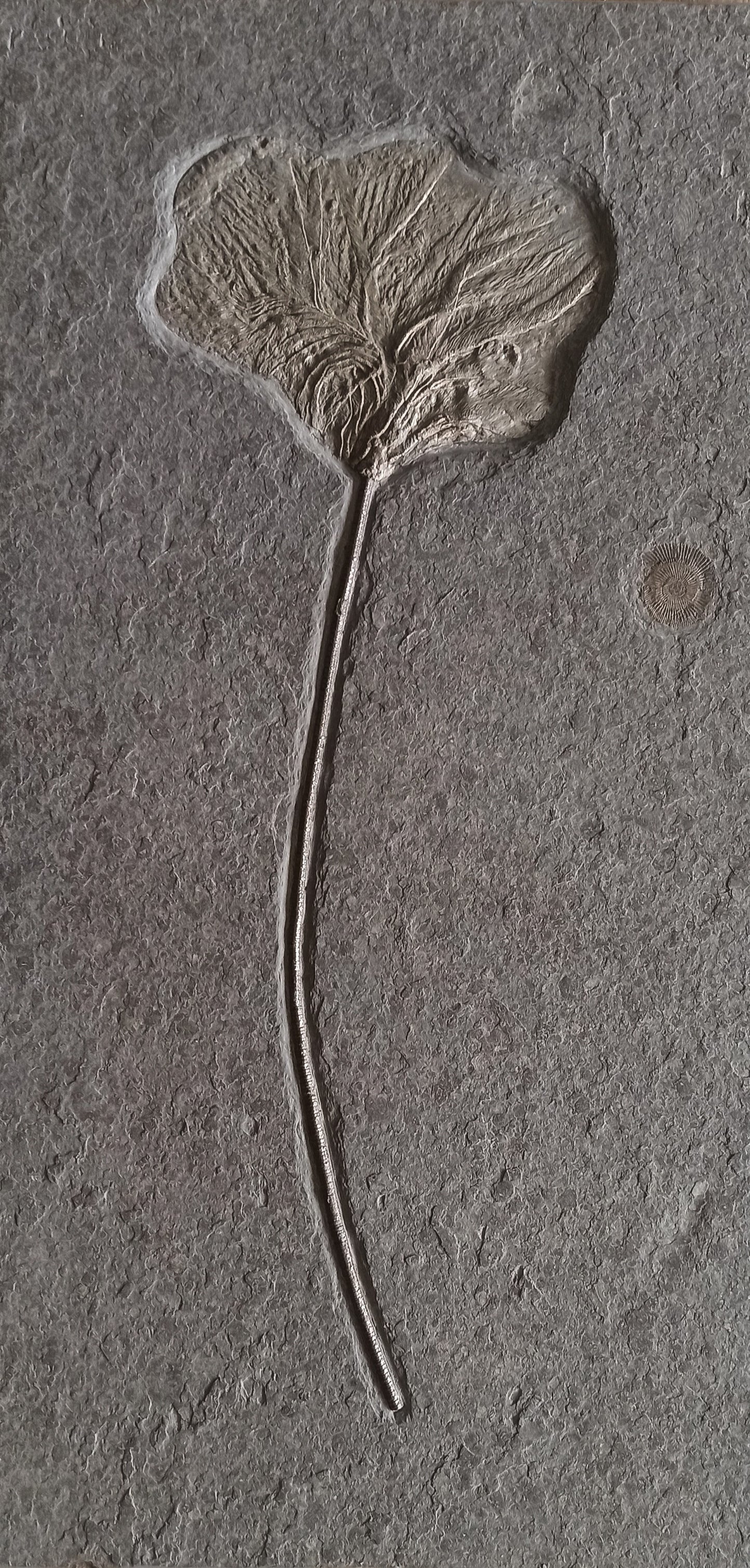 Einzelne Seelilie Seirocrinus Subangularis | Holzmaden, Deutschland