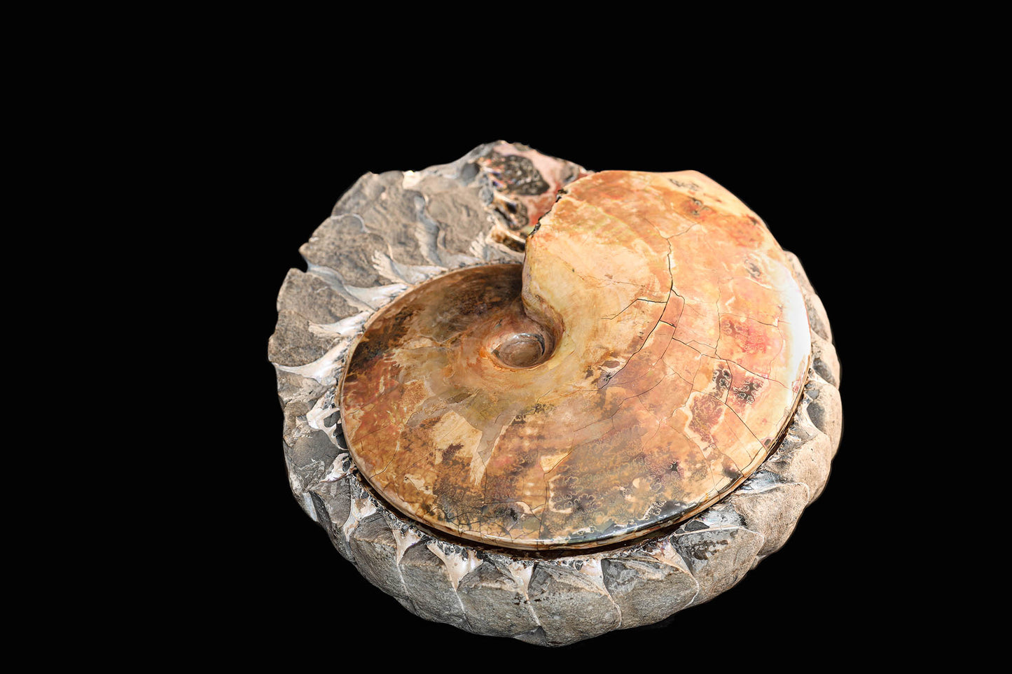 Ammonite irisée « au lit » | Dakota du Sud, États-Unis