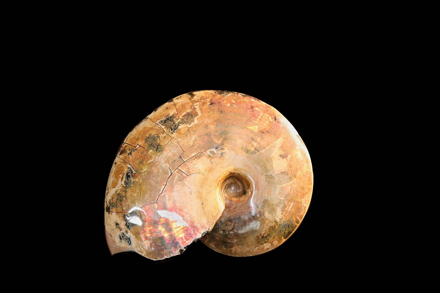 Ammonite irisée « au lit » | Dakota du Sud, États-Unis