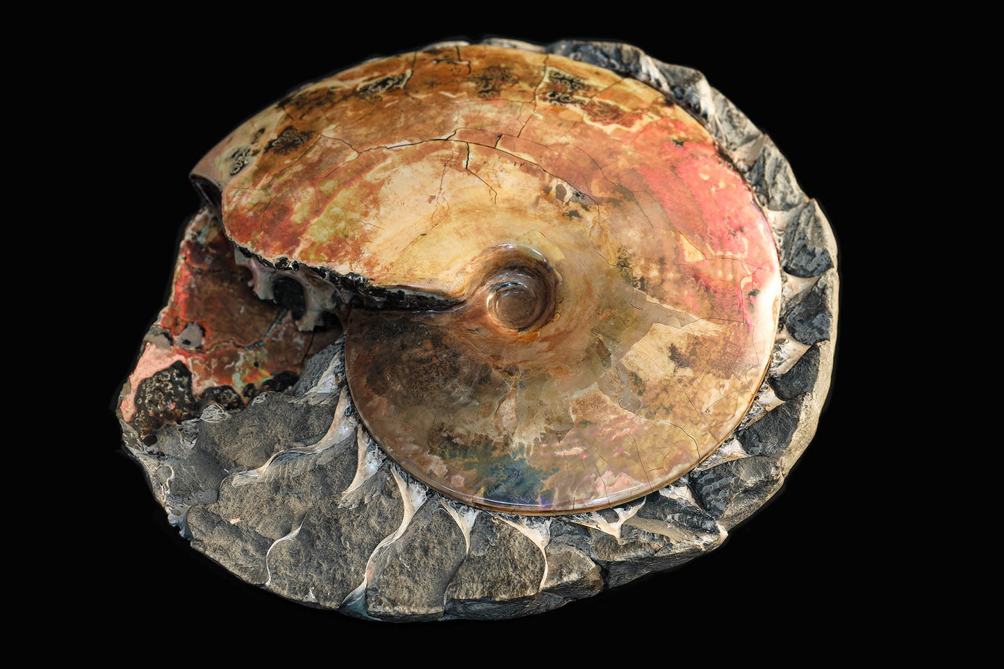 Ammonite irisée « au lit » | Dakota du Sud, États-Unis