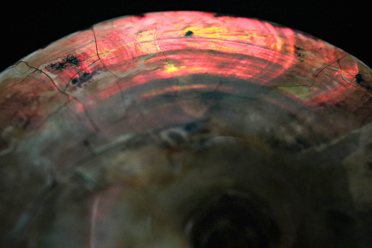 Ammonite irisée « au lit » | Dakota du Sud, États-Unis