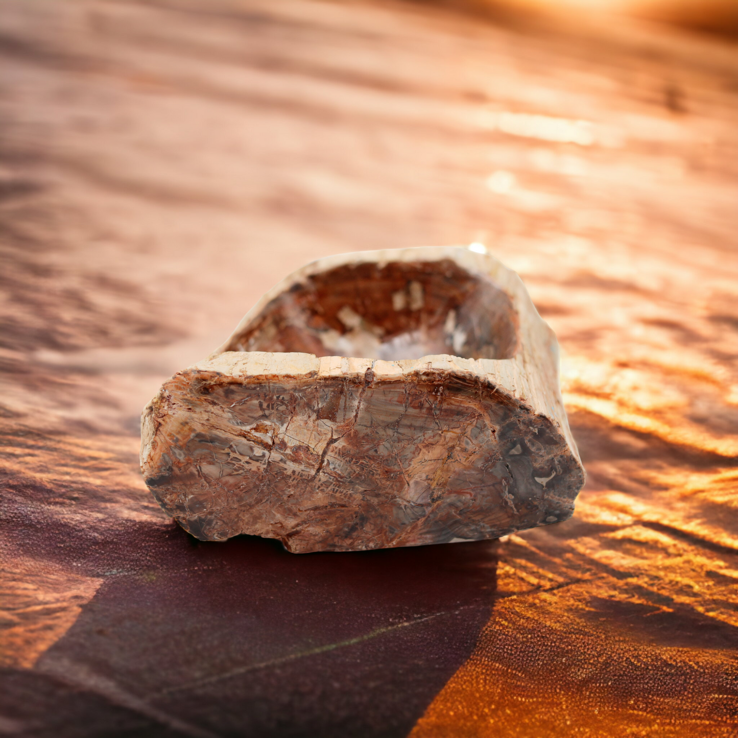 Petrified Wooden Shell | Madagascar