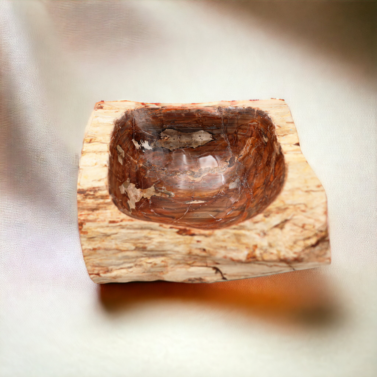 Petrified Wooden Shell | Madagascar