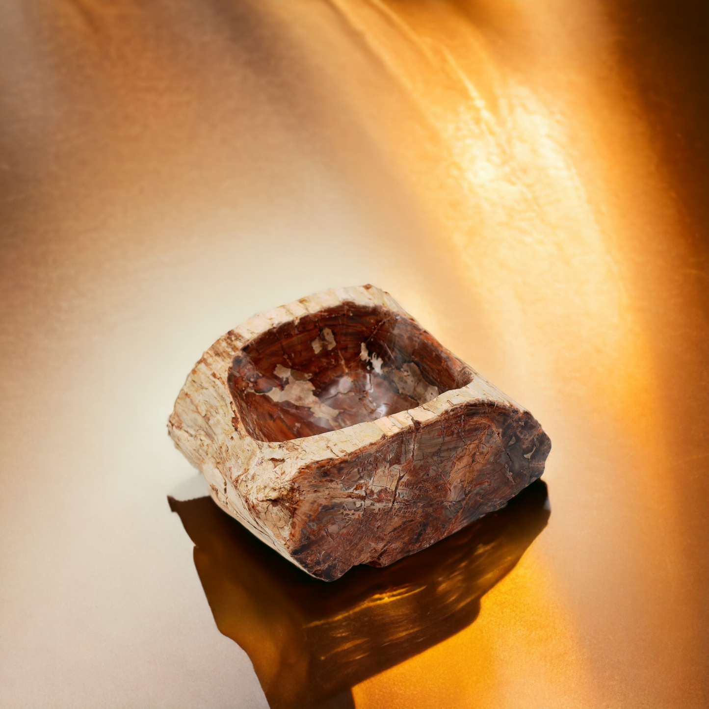 Petrified Wooden Shell | Madagascar