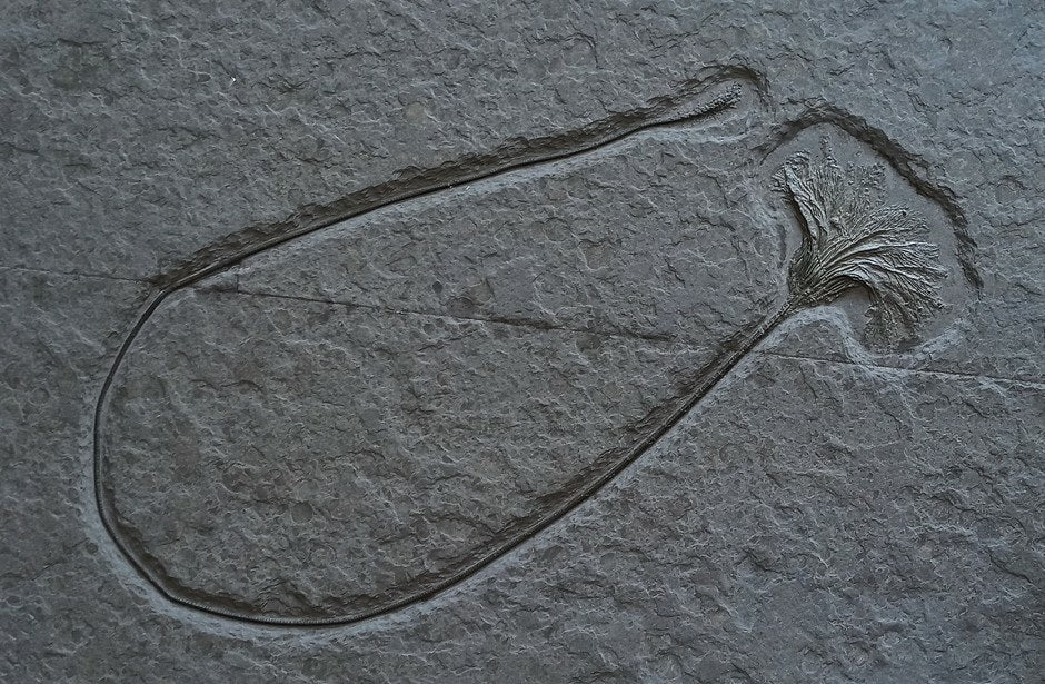 PREIS AUF ANFRAGE | Einzelne Crinoide | Holzmaden, Deutschland