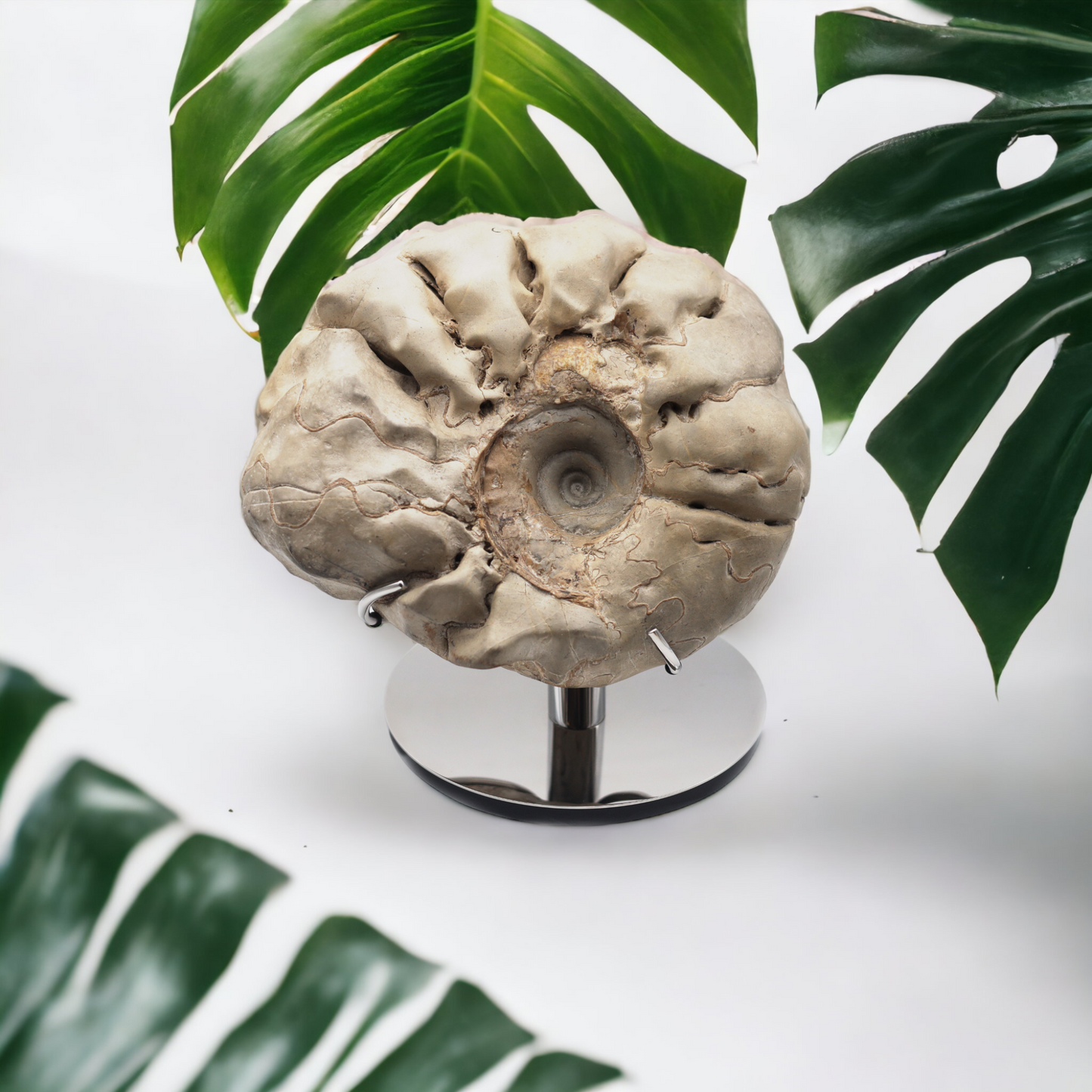 Ammonit | Ceratit | Deutschland