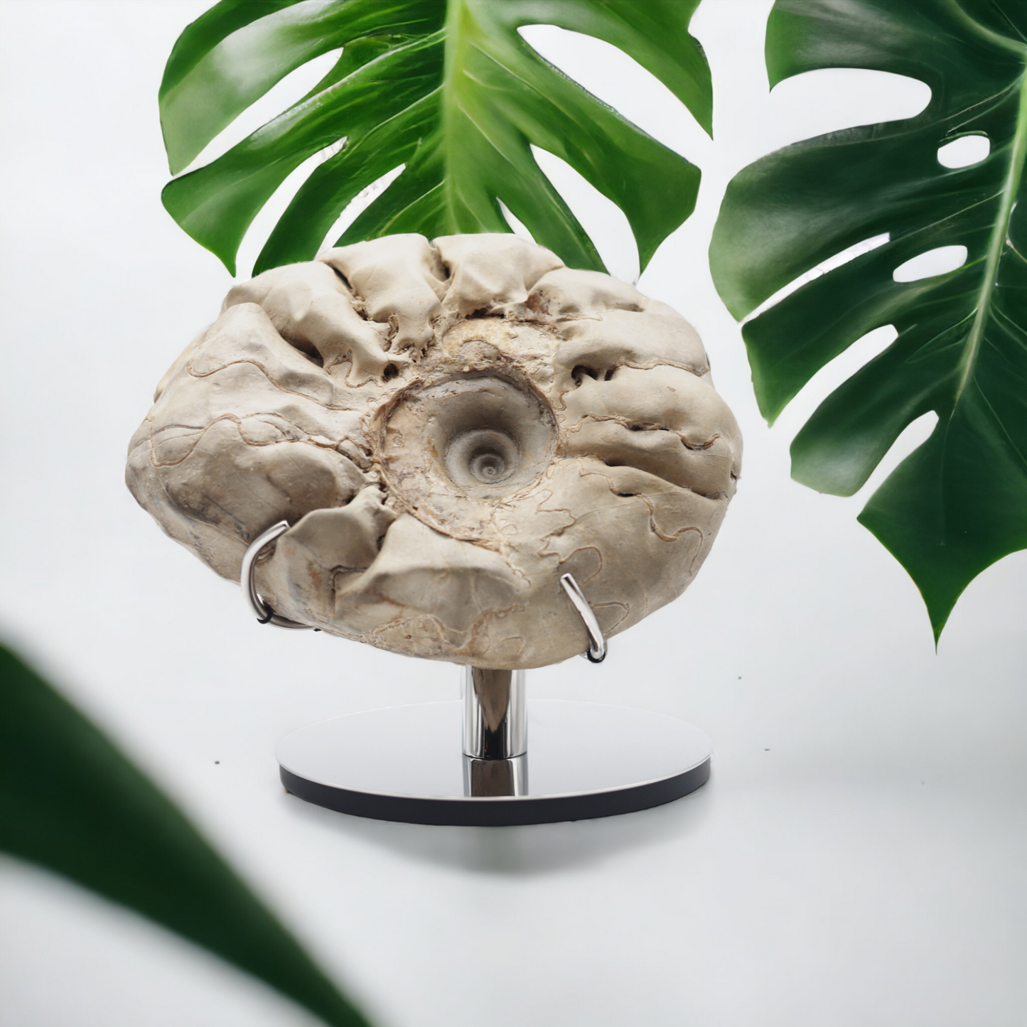 Ammonit | Ceratit | Deutschland