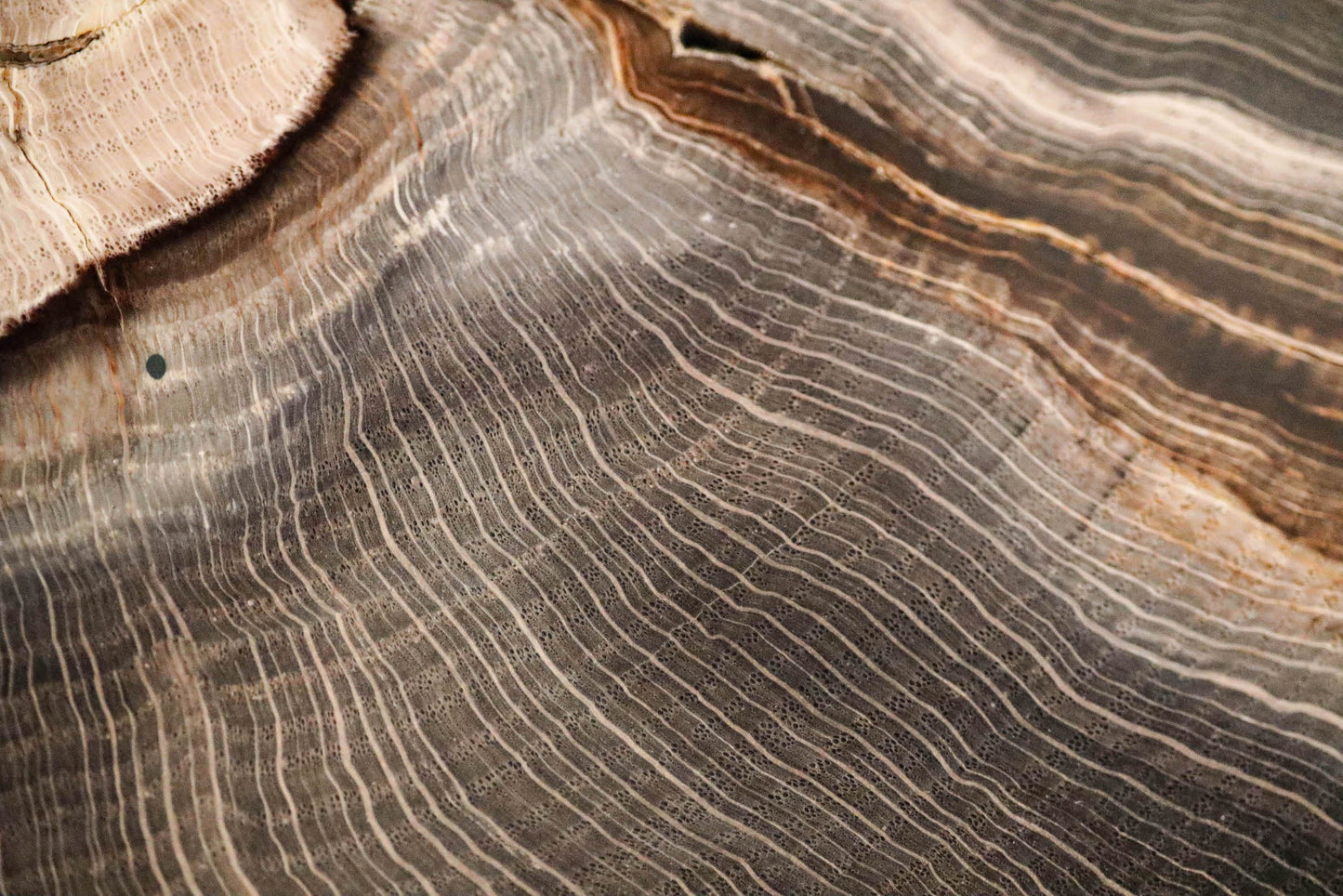 Petrified wood disc from Stinking Water, Oregon, USA