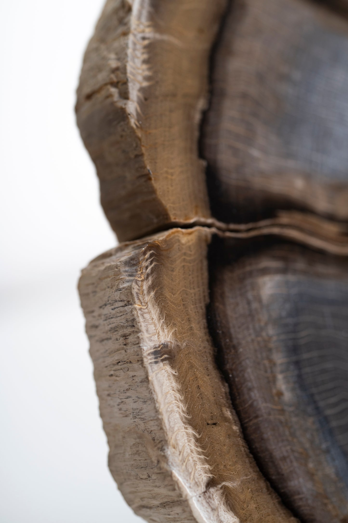 Petrified wood disc from Stinking Water, Oregon, USA