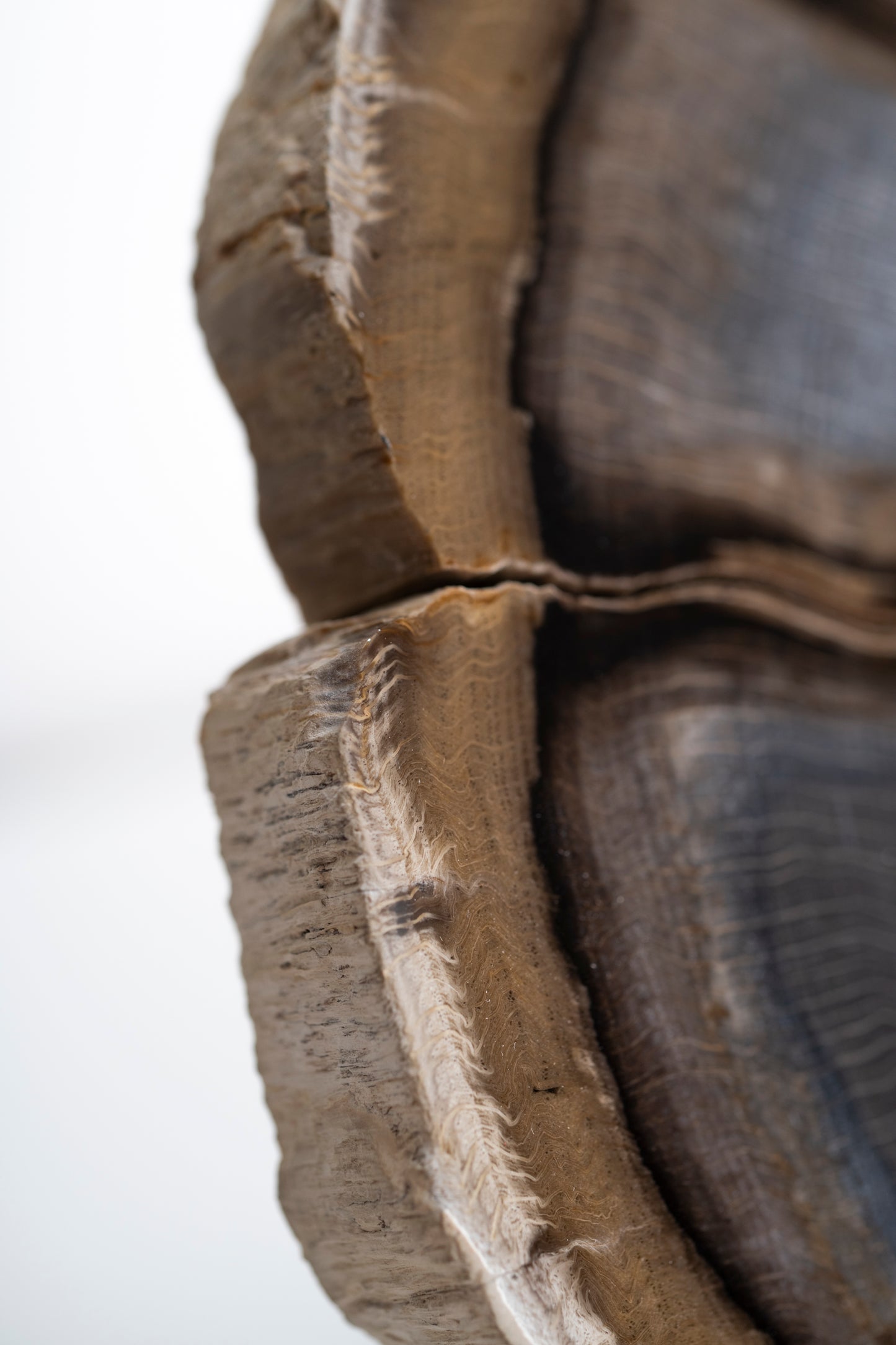 Versteinerter-Holzscheibe aus Stinking Water, Oregon, USA
