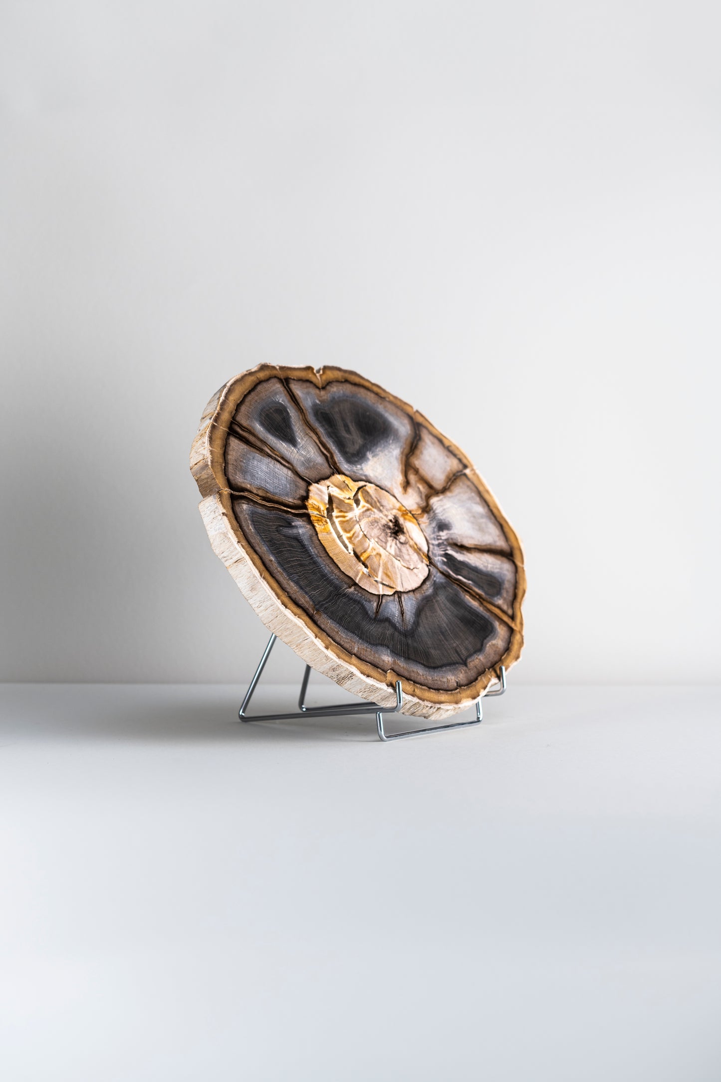 Petrified wood disc from Stinking Water, Oregon, USA
