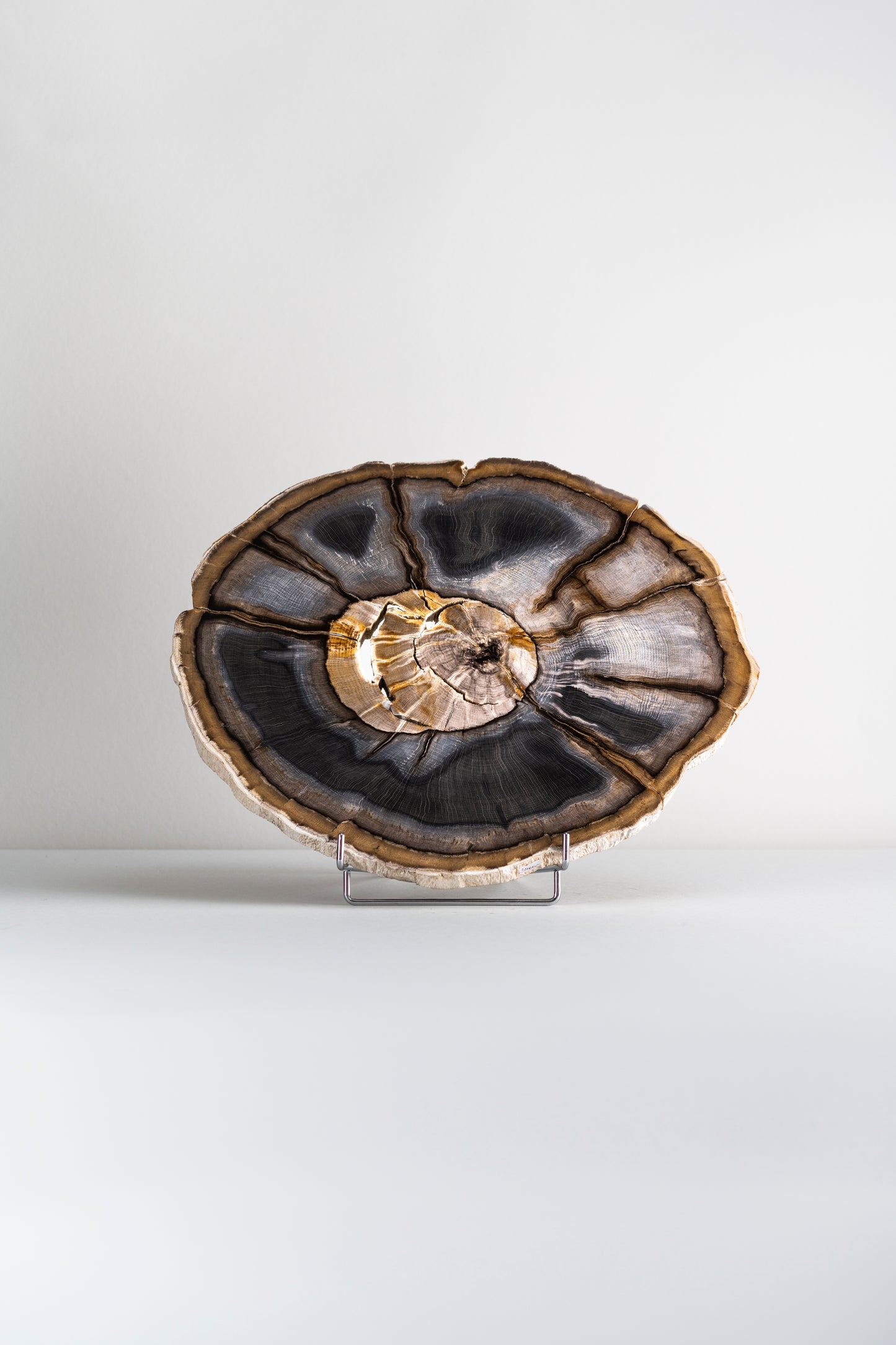 Petrified wood disc from Stinking Water, Oregon, USA