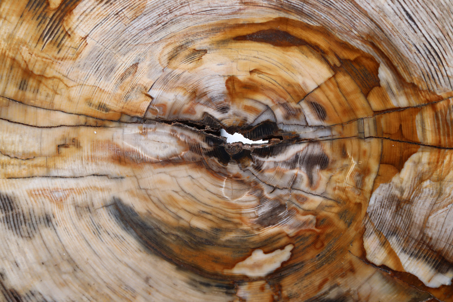 Disc of petrified wood | Oregon, USA
