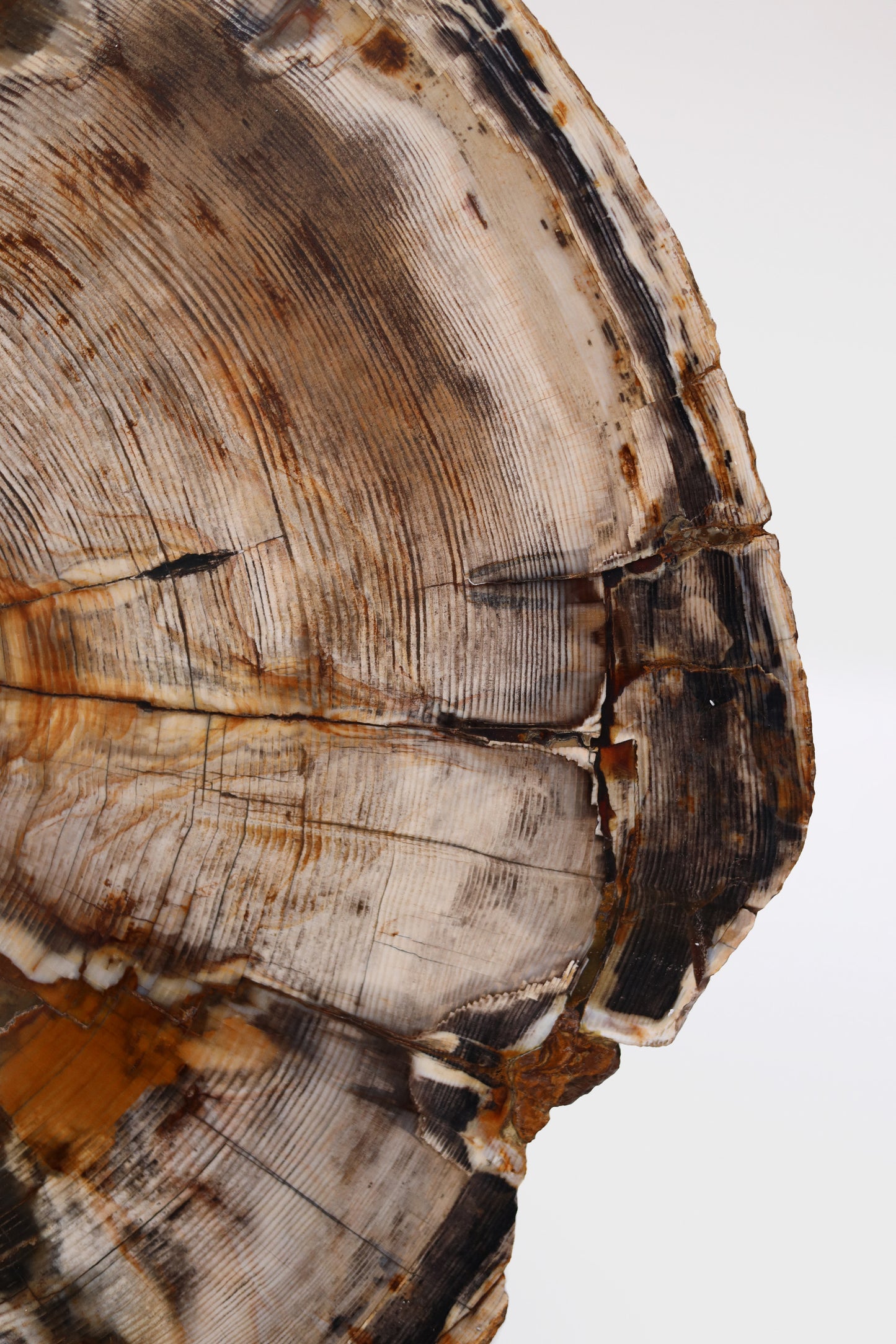 Disc of petrified wood | Oregon, USA
