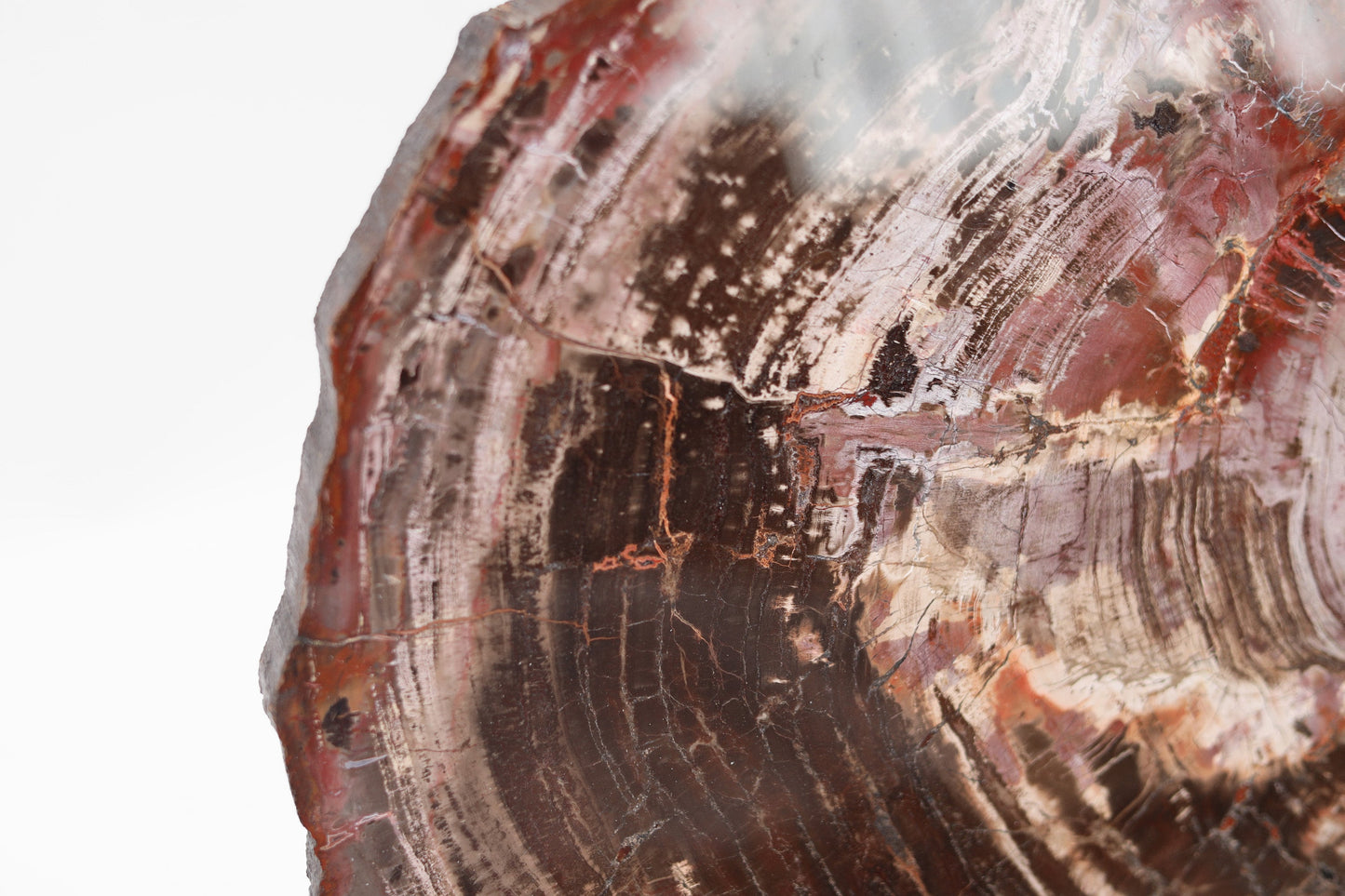 Petrified Wood Slice | Arizona, United States