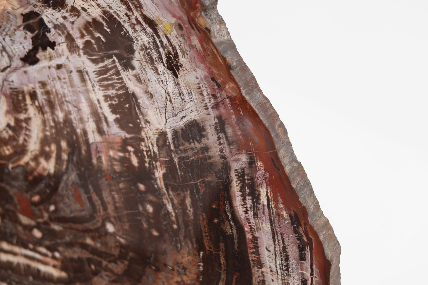 Petrified Wood Slice | Arizona, United States