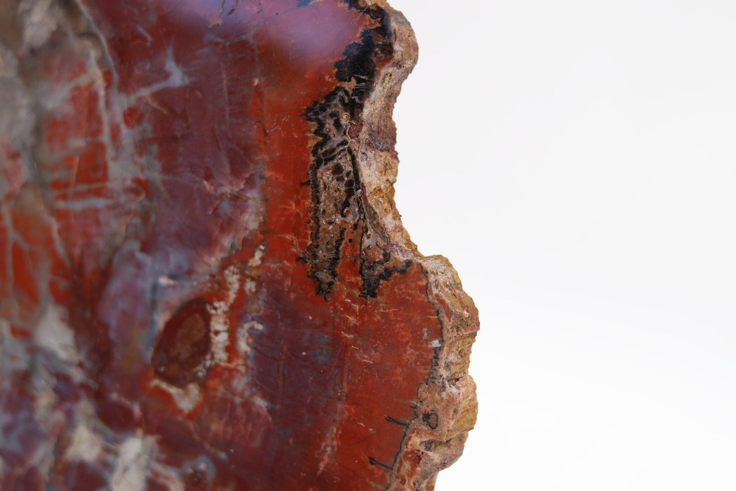 Versteinerte Holzplatte | Arizona, USA