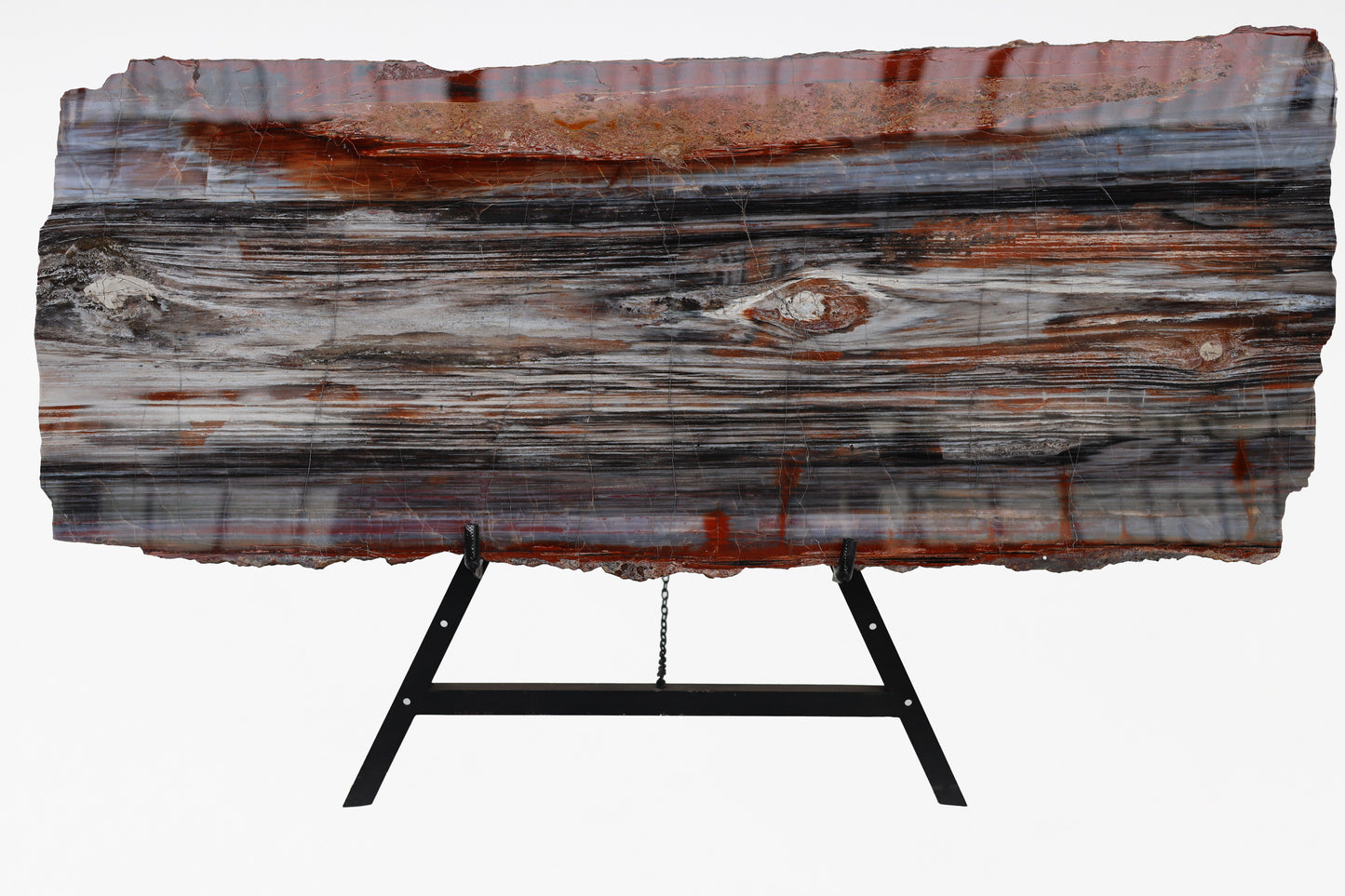 Petrified wood slice lengthwise | Arizona, USA