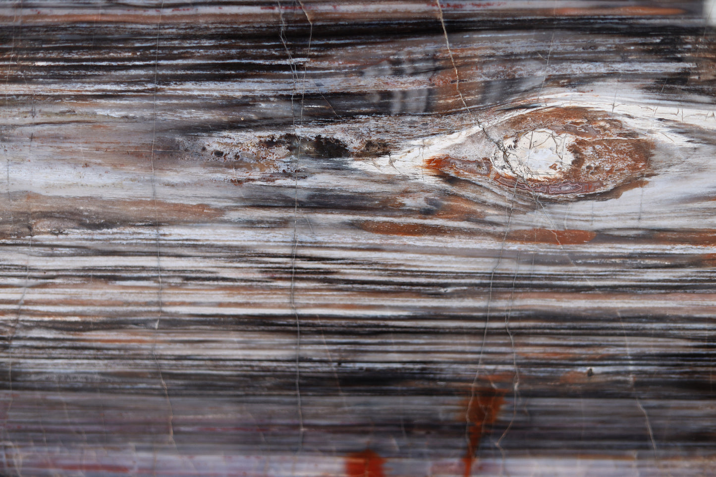 Versteinerte Holzscheibe Längsrichtung | Arizona, USA