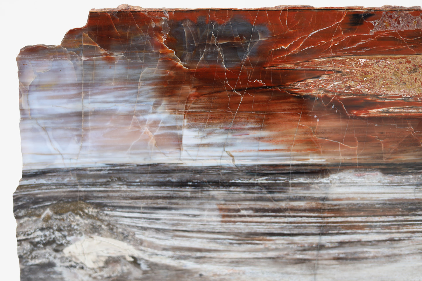 Versteinerte Holzscheibe Längsrichtung | Arizona, USA