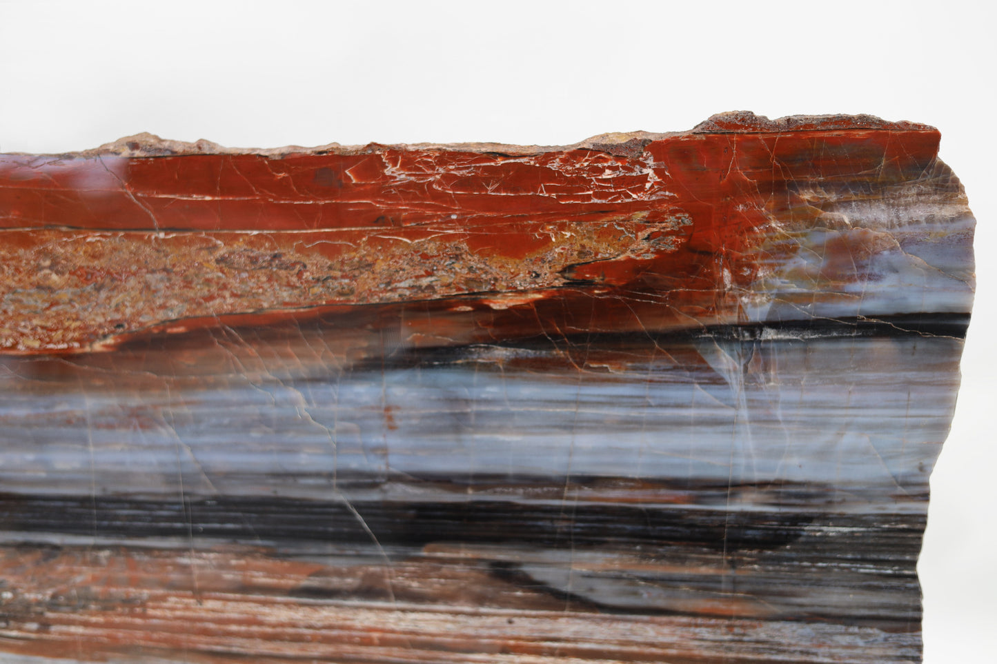 Petrified wood slice lengthwise | Arizona, USA
