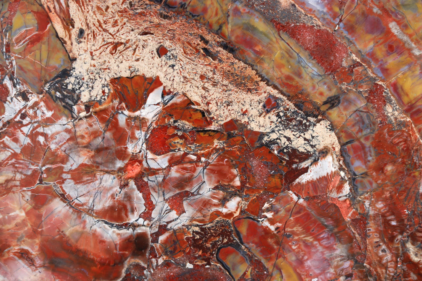 Petrified Wood Slice | Arizona, United States