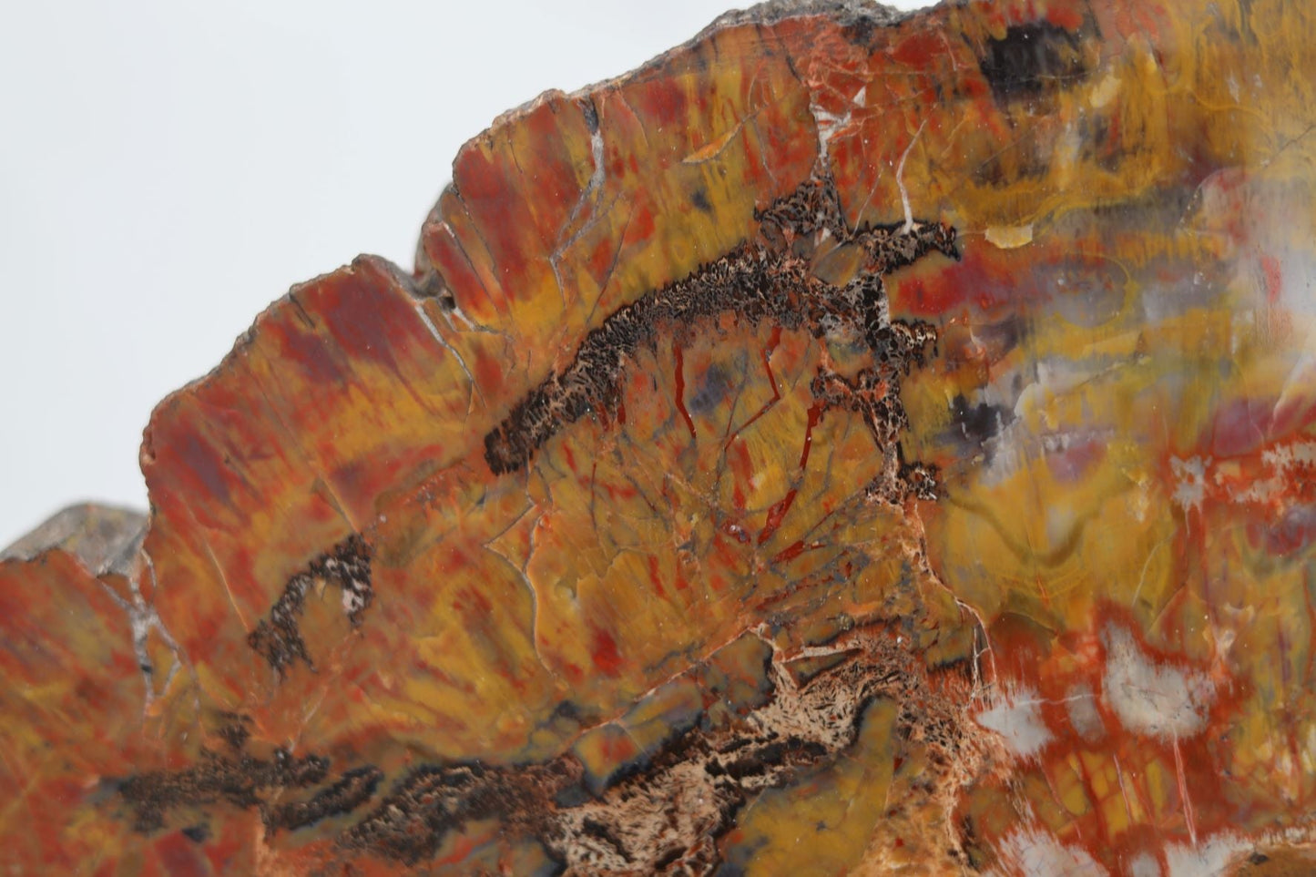 Petrified Wood Slice | Arizona, United States