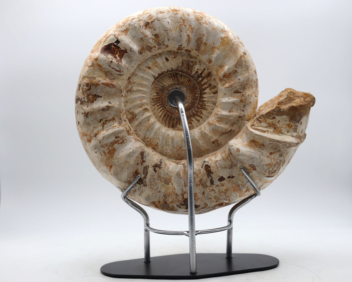 Mounted ammonites | Madagascar
