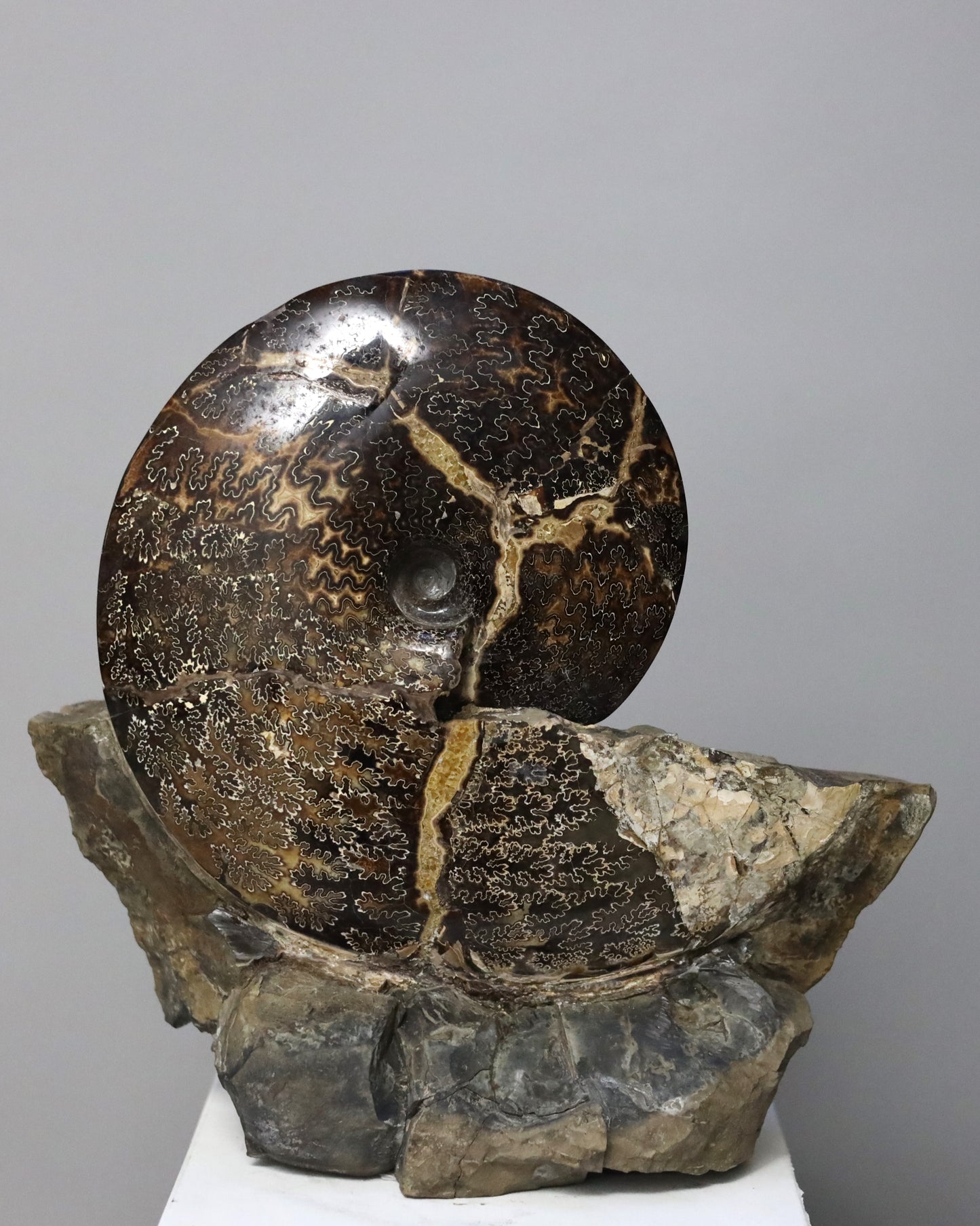 Ammonite | South Dakota, USA