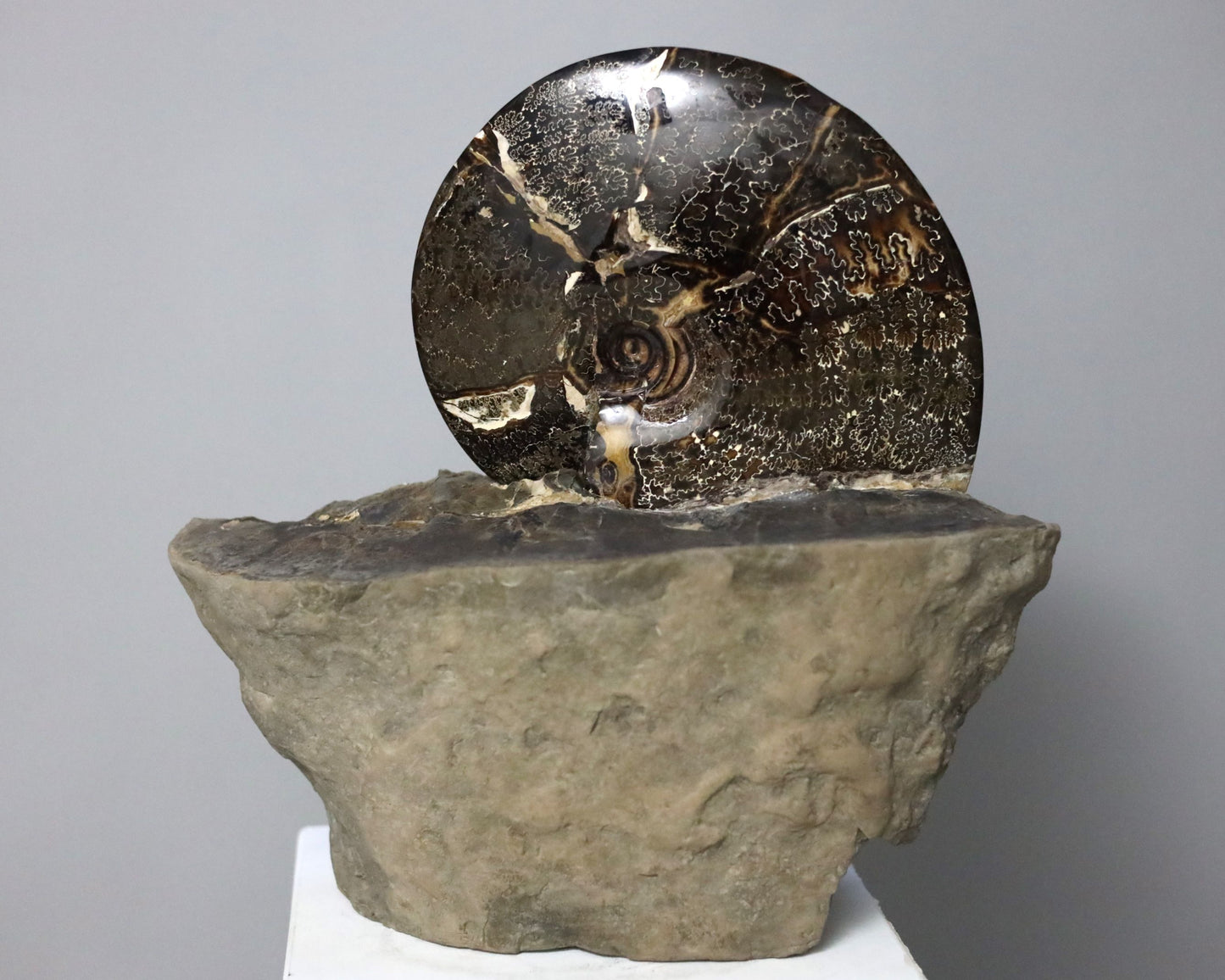 Ammonite | South Dakota, USA