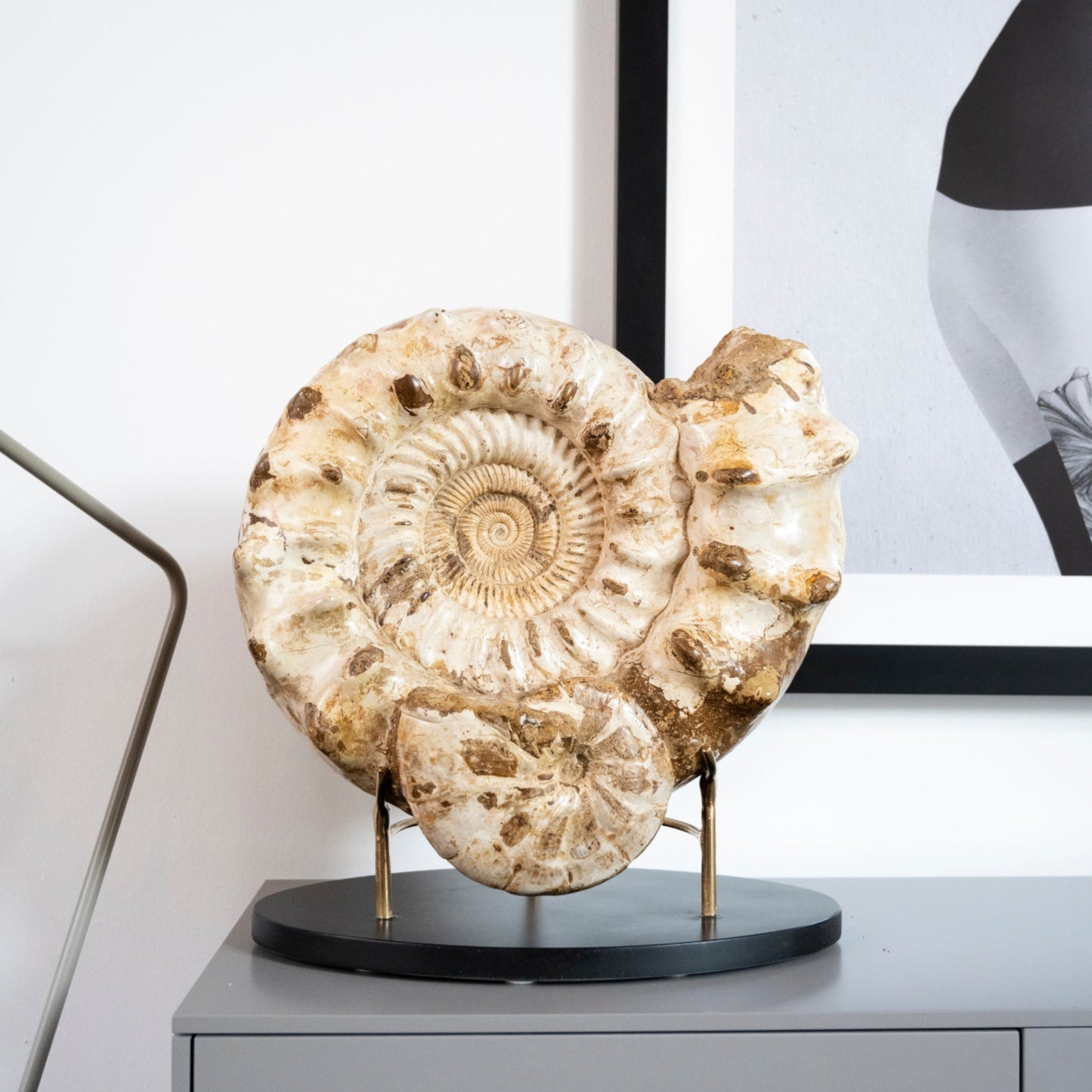 Ammonite double | Madagascar