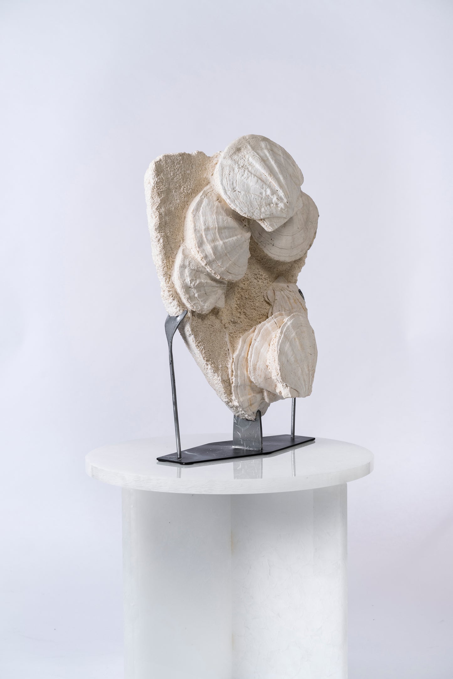Gruppe von versteinerten Gigantopectens restitutensis-Muscheln | Lacoste, Südfrankreich