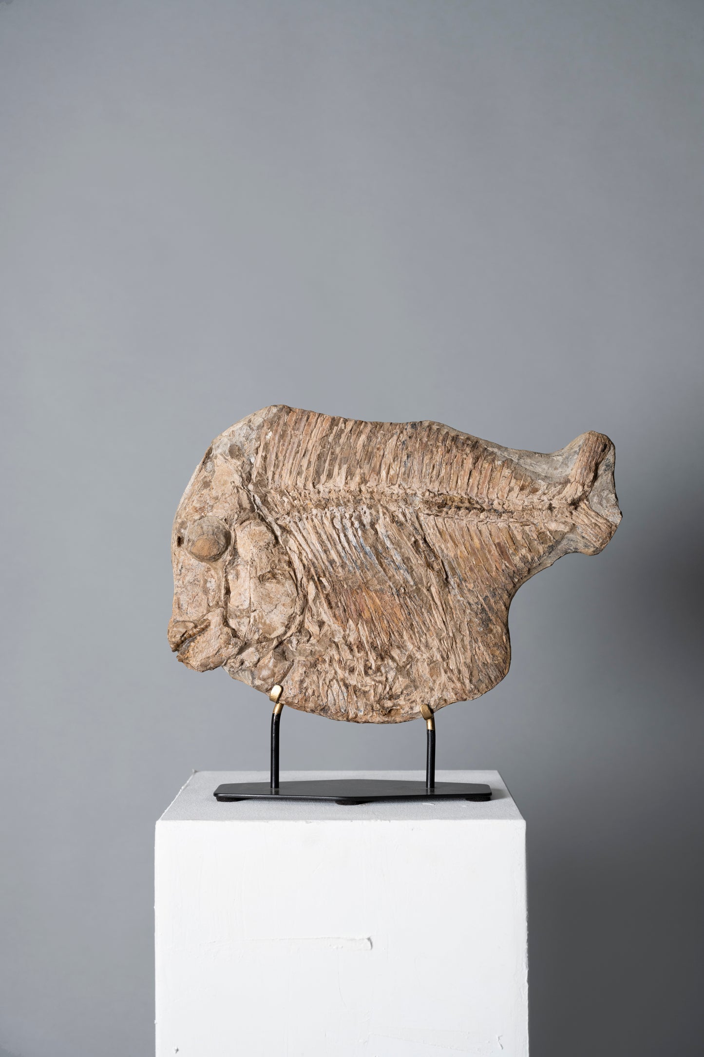 Neoproscinetes penalvai-Fisch | Santana-Formation | Brasilien