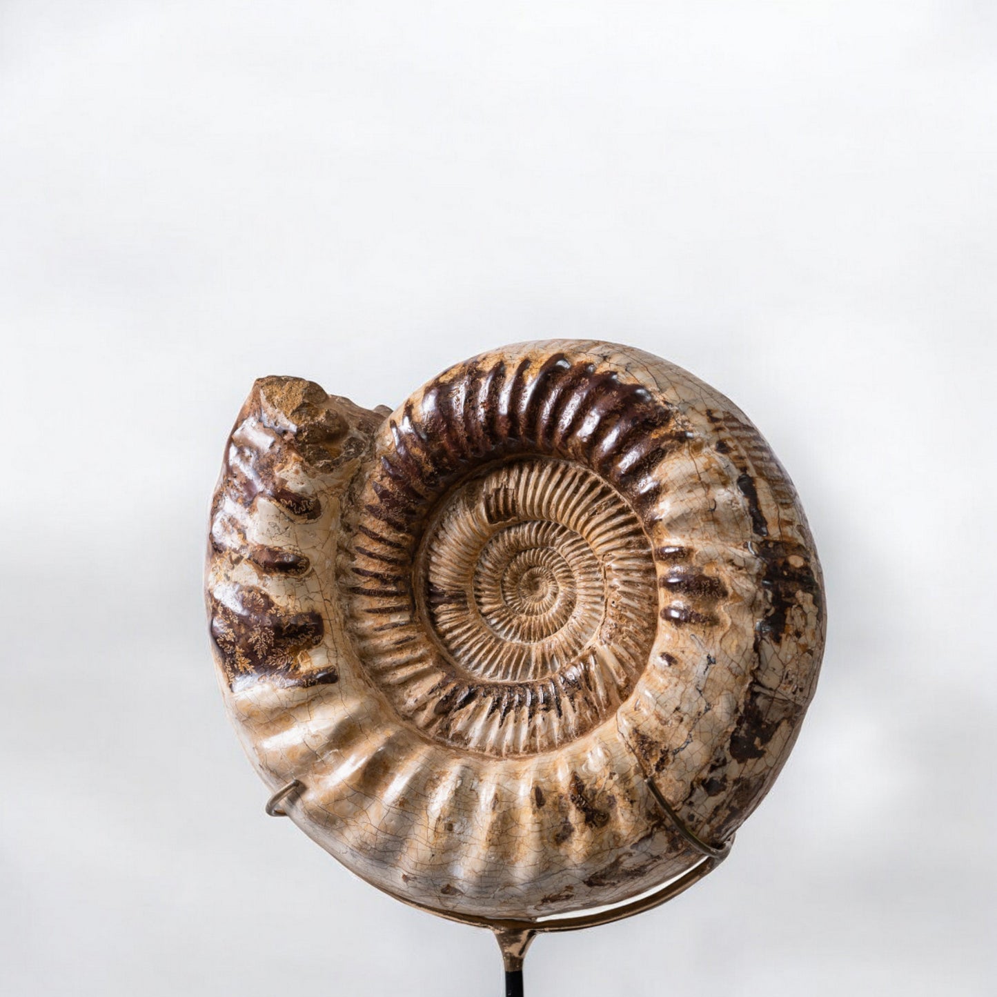 Ammonit | Madagaskar