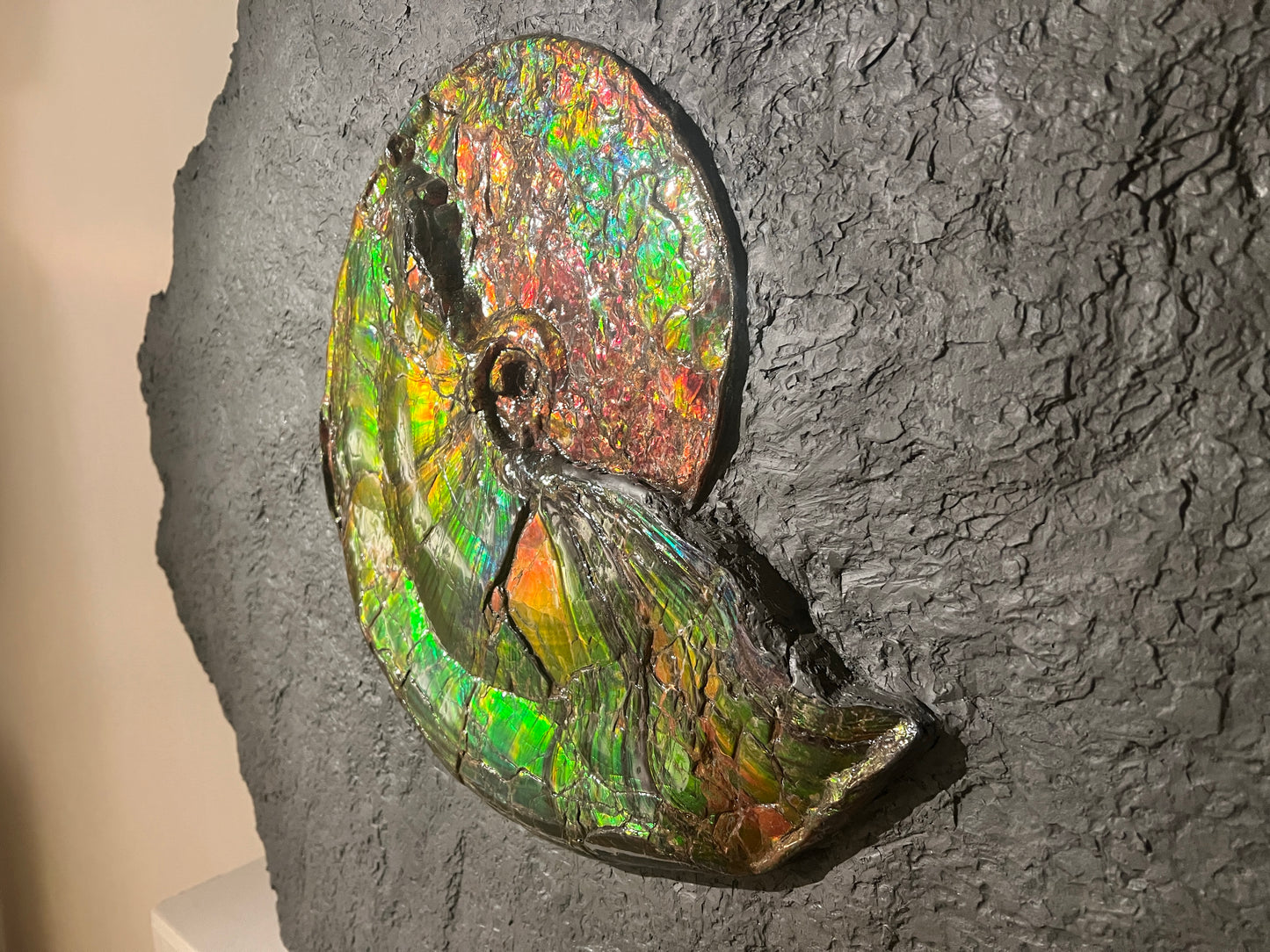 PRIX SUR DEMANDE | Ammolite opalescente | Placenticeras costatum | Canada