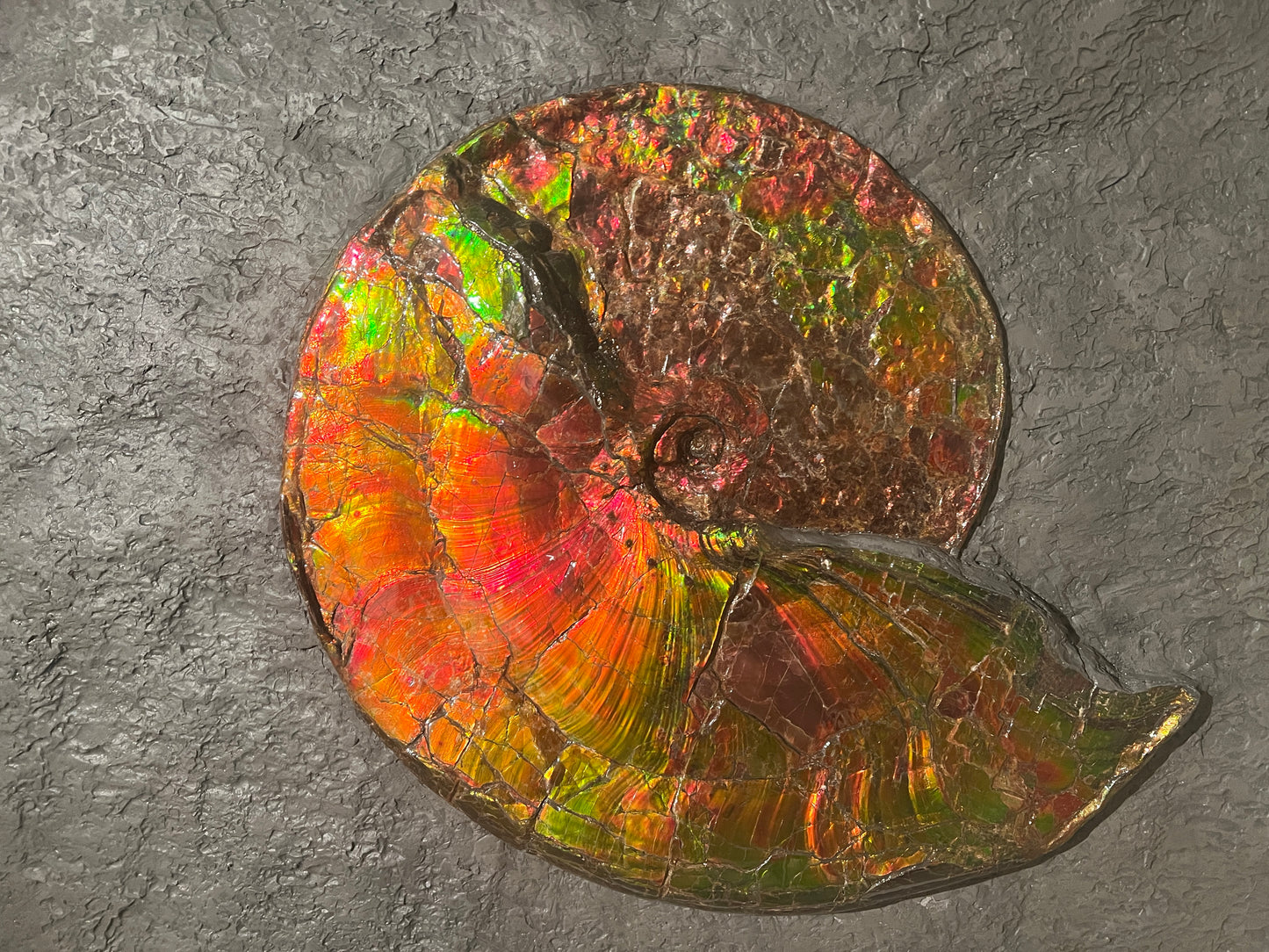 PRIX SUR DEMANDE | Ammolite opalescente | Placenticeras costatum | Canada