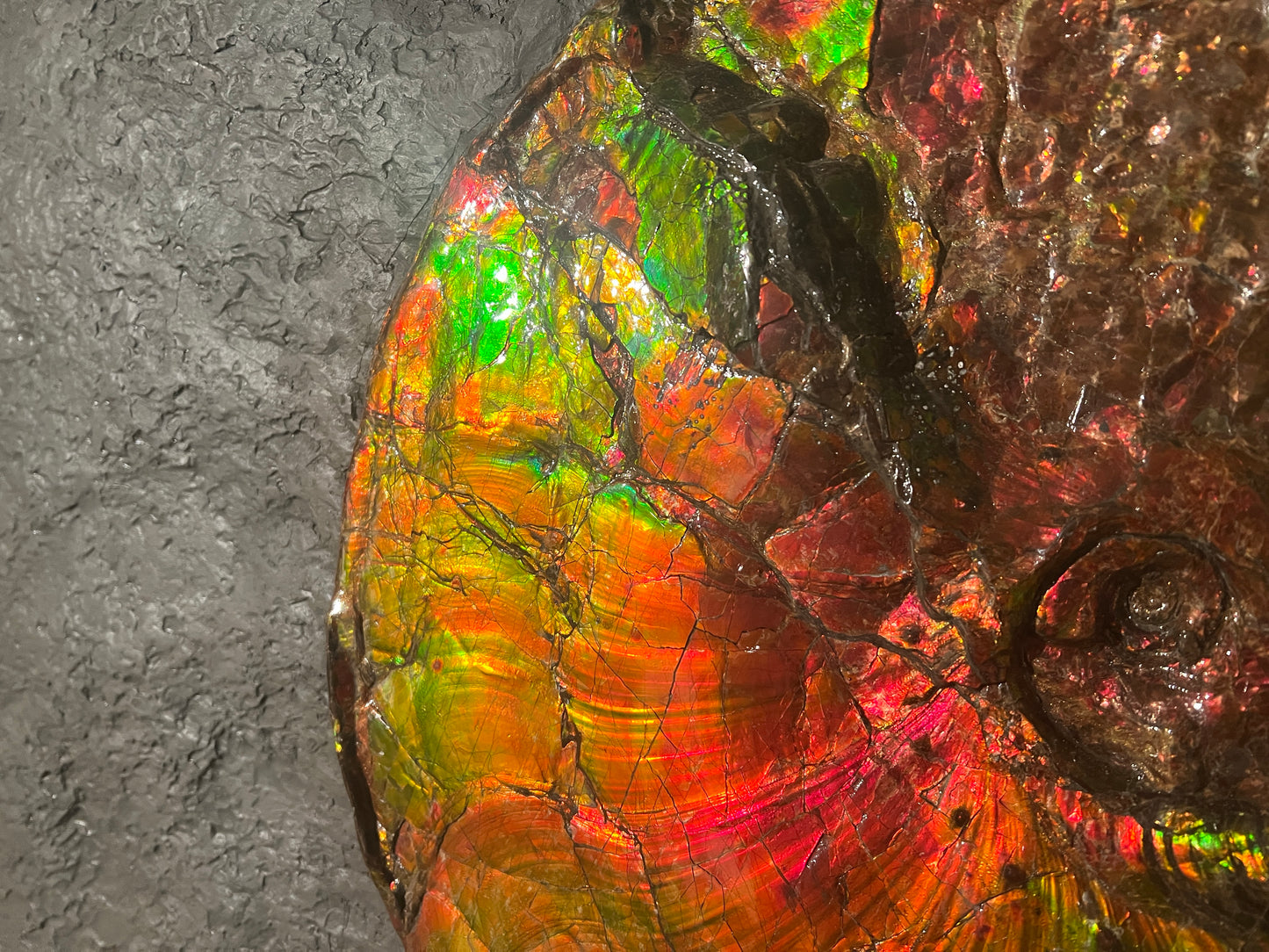 PRIX SUR DEMANDE | Ammolite opalescente | Placenticeras costatum | Canada