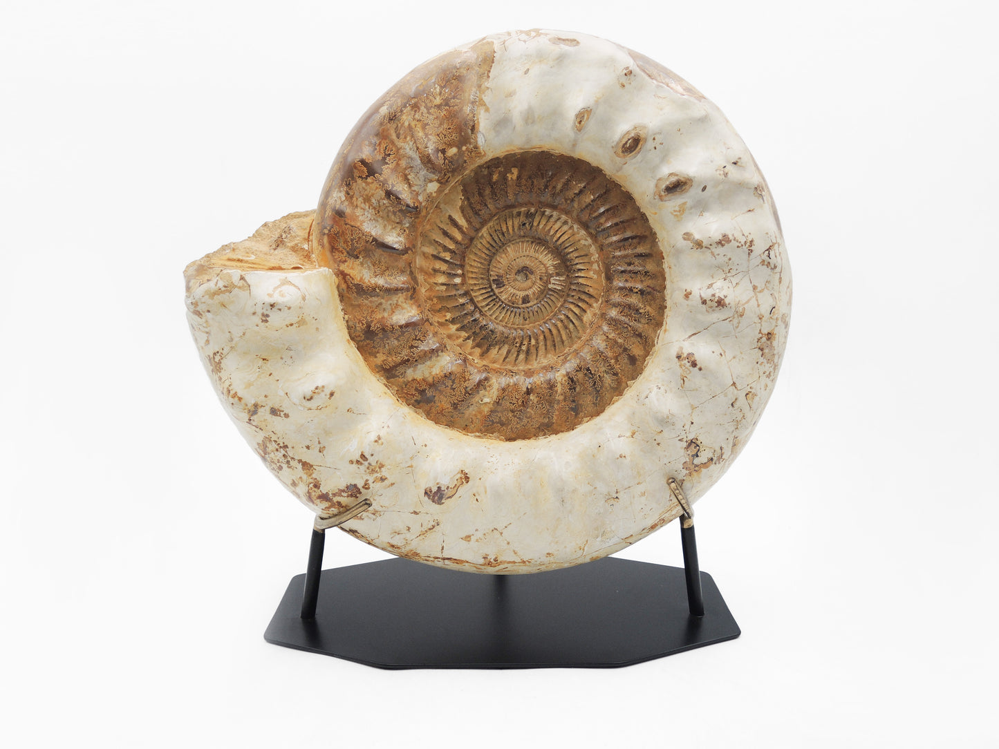 Grande ammonite montée | Madagascar