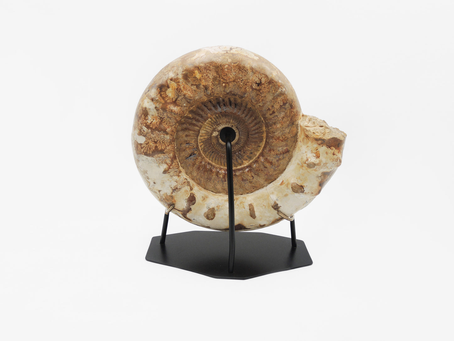 Grande ammonite montée | Madagascar
