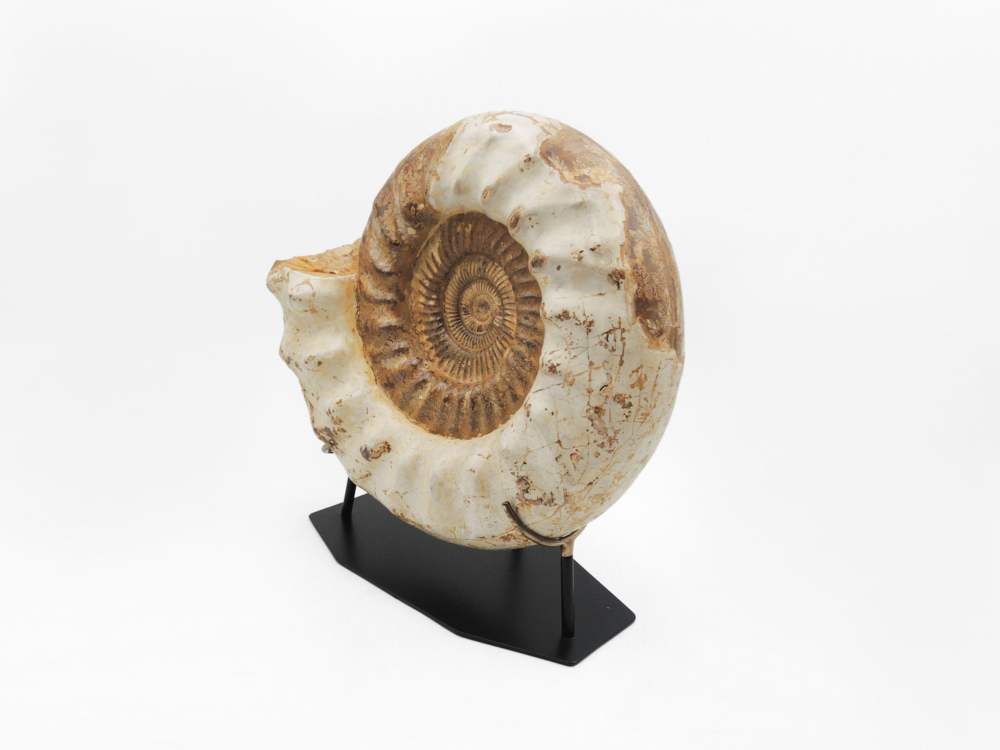 Grande ammonite montée | Madagascar