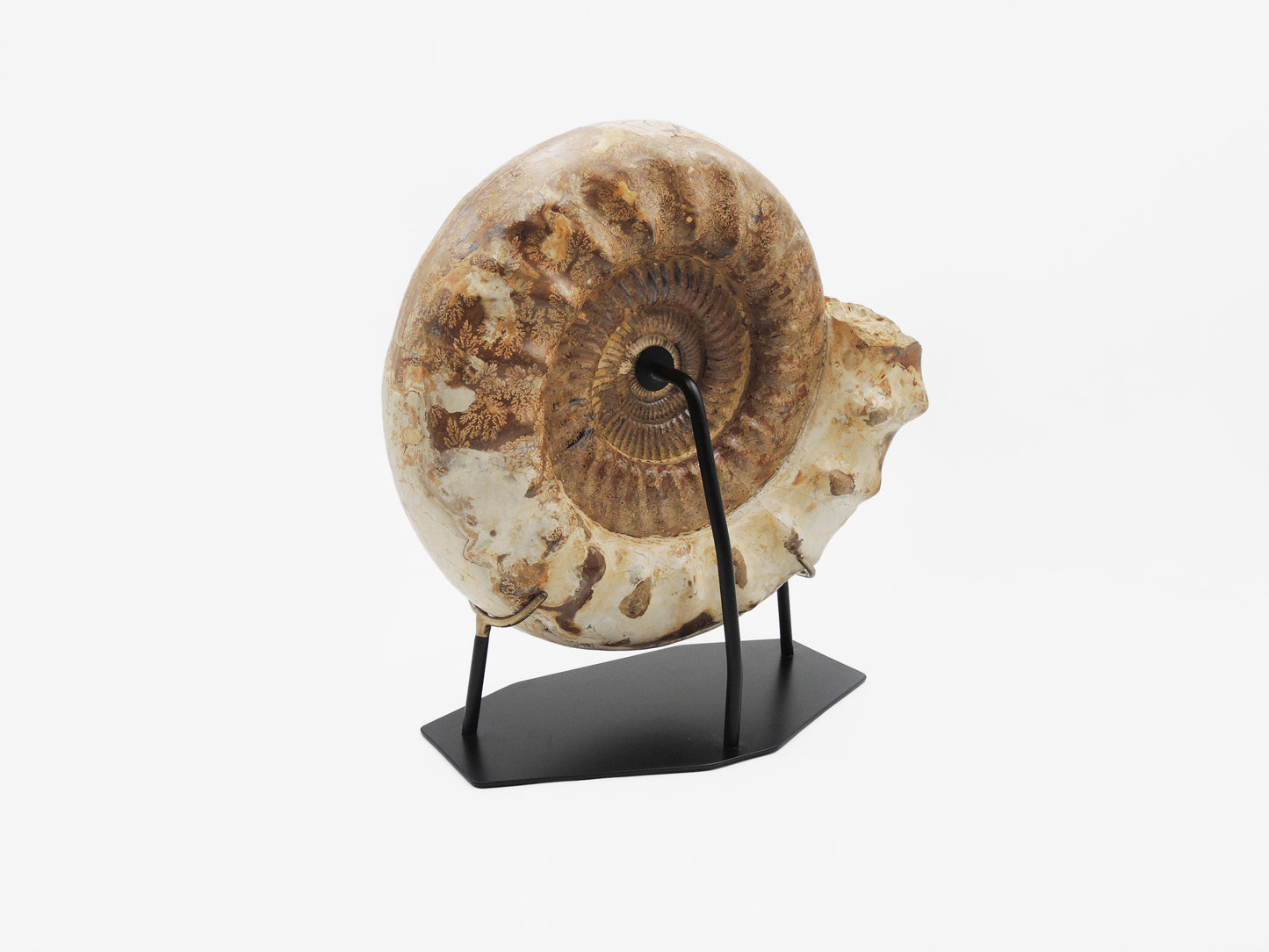Grande ammonite montée | Madagascar