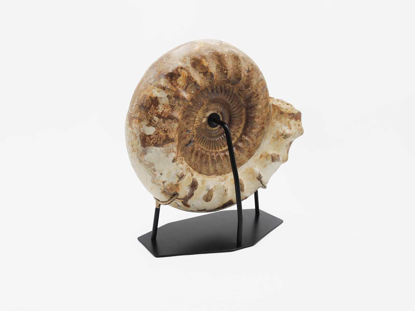 Großer montierter Ammonit | Madagaskar