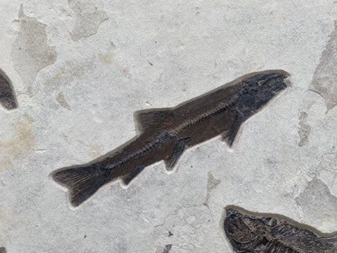 Green River Fischmortalitätsplatte | Wyoming, USA