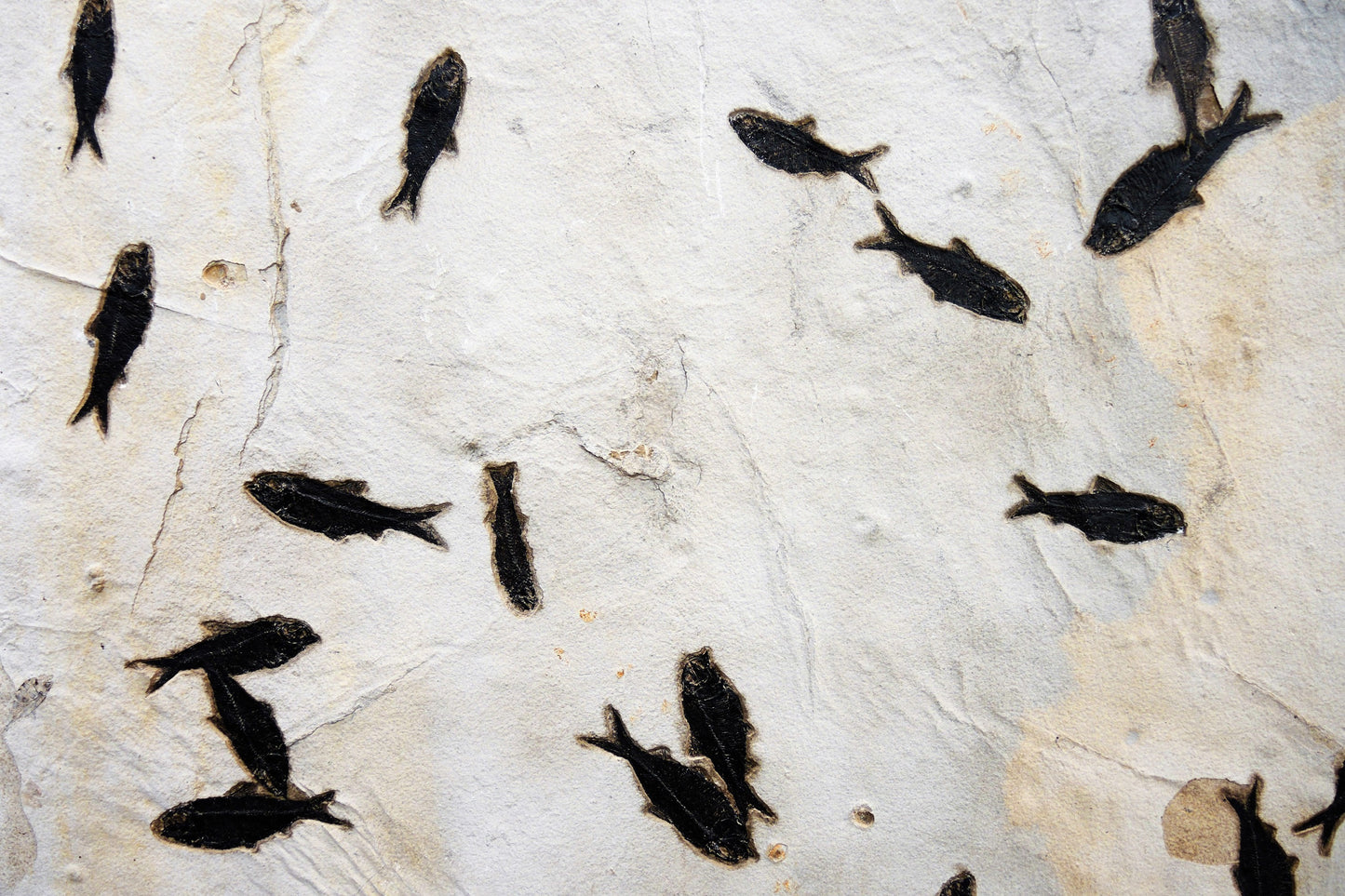 Fossil Fish Mortality Relief | Wyoming, USA