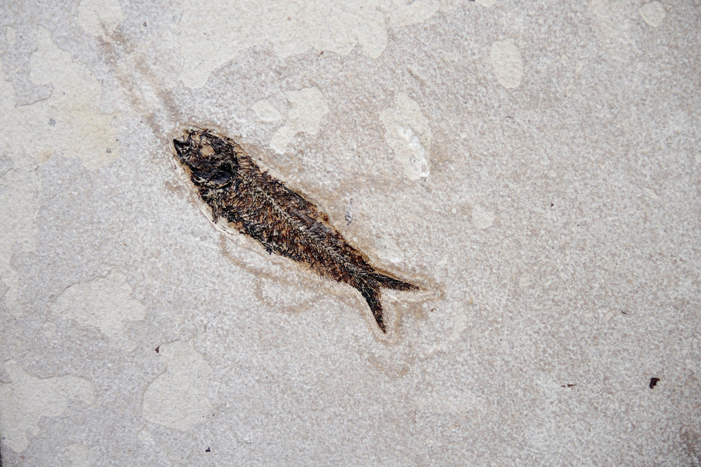 Scène fossile avec raies et poissons | Rivière Verte, Wyoming, États-Unis