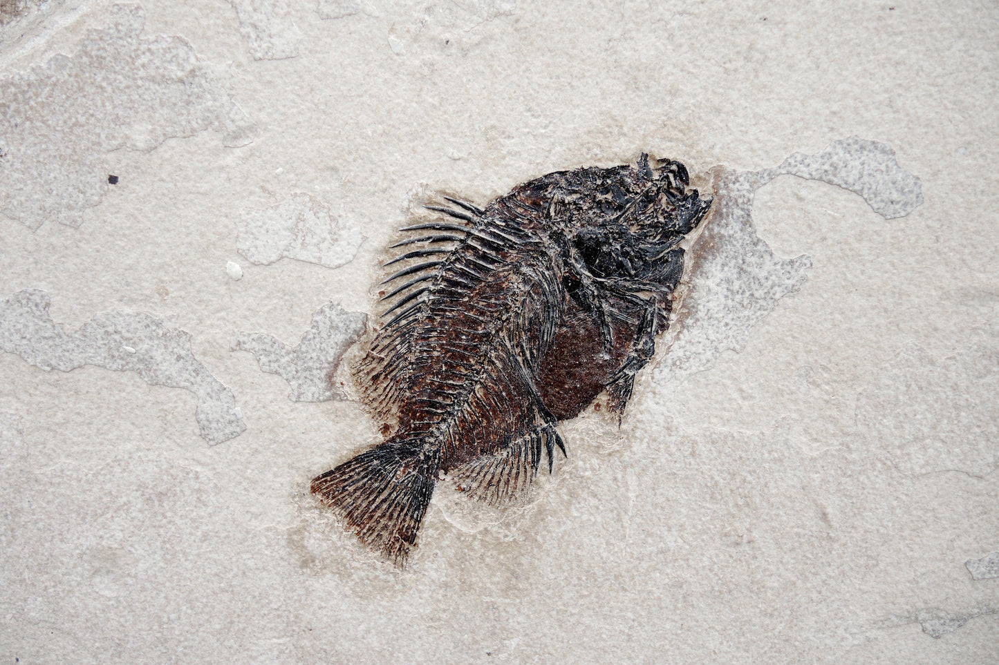 Scène fossile avec raies et poissons | Rivière Verte, Wyoming, États-Unis