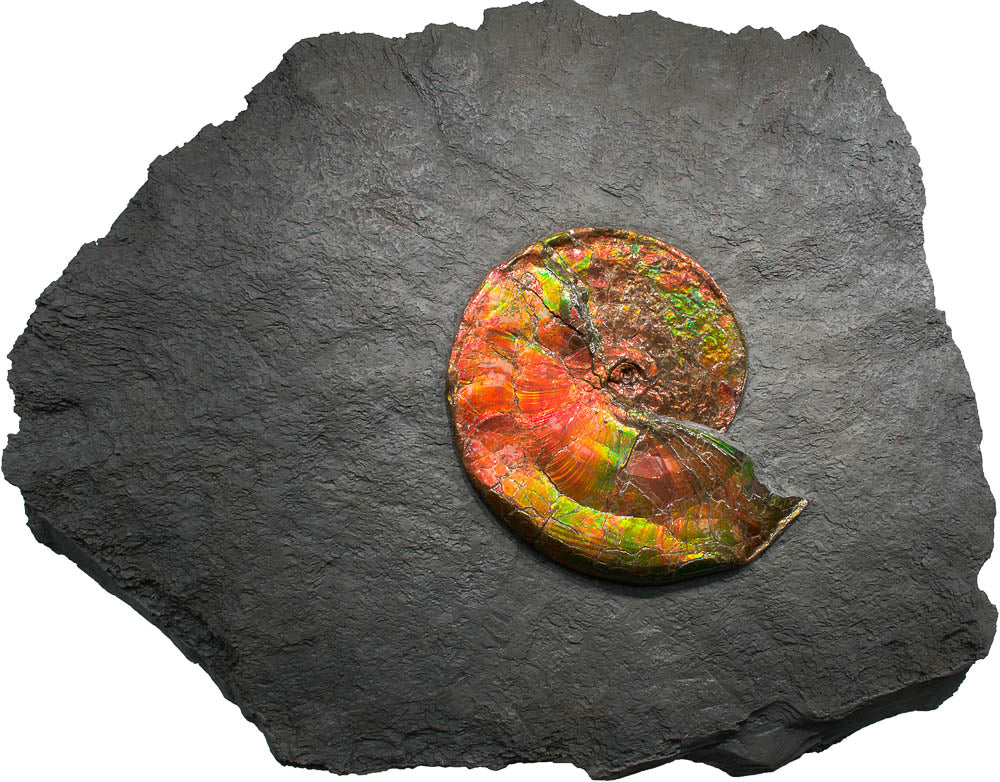PRIX SUR DEMANDE | Ammolite opalescente | Placenticeras costatum | Canada