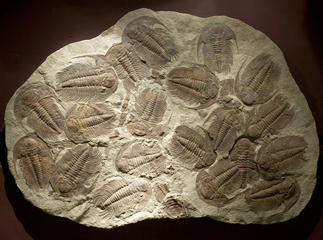 VERKAUFT | Außergewöhnliche Trilobiten-Massenvorkommen-Platte | Marokko