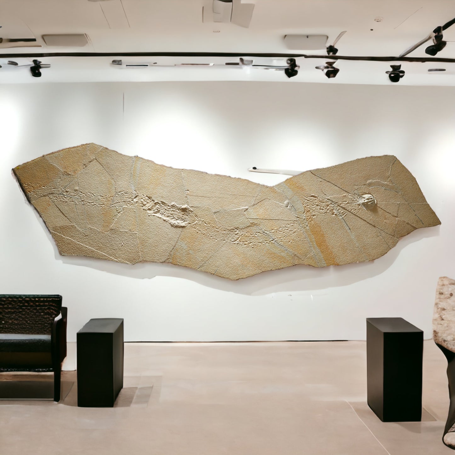 "A" grade | Horseshoe crab and tracks | Mesolimulus walchi | Museum quality